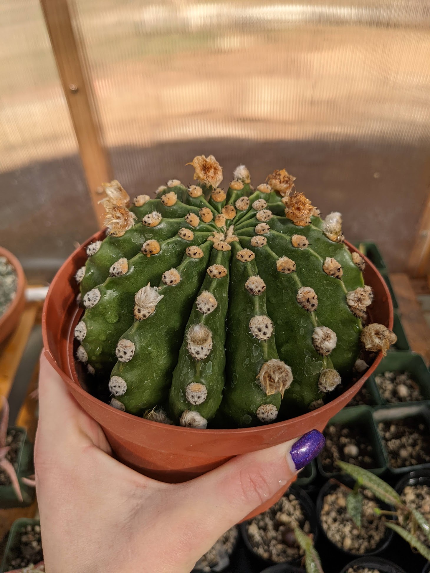 echinopsis