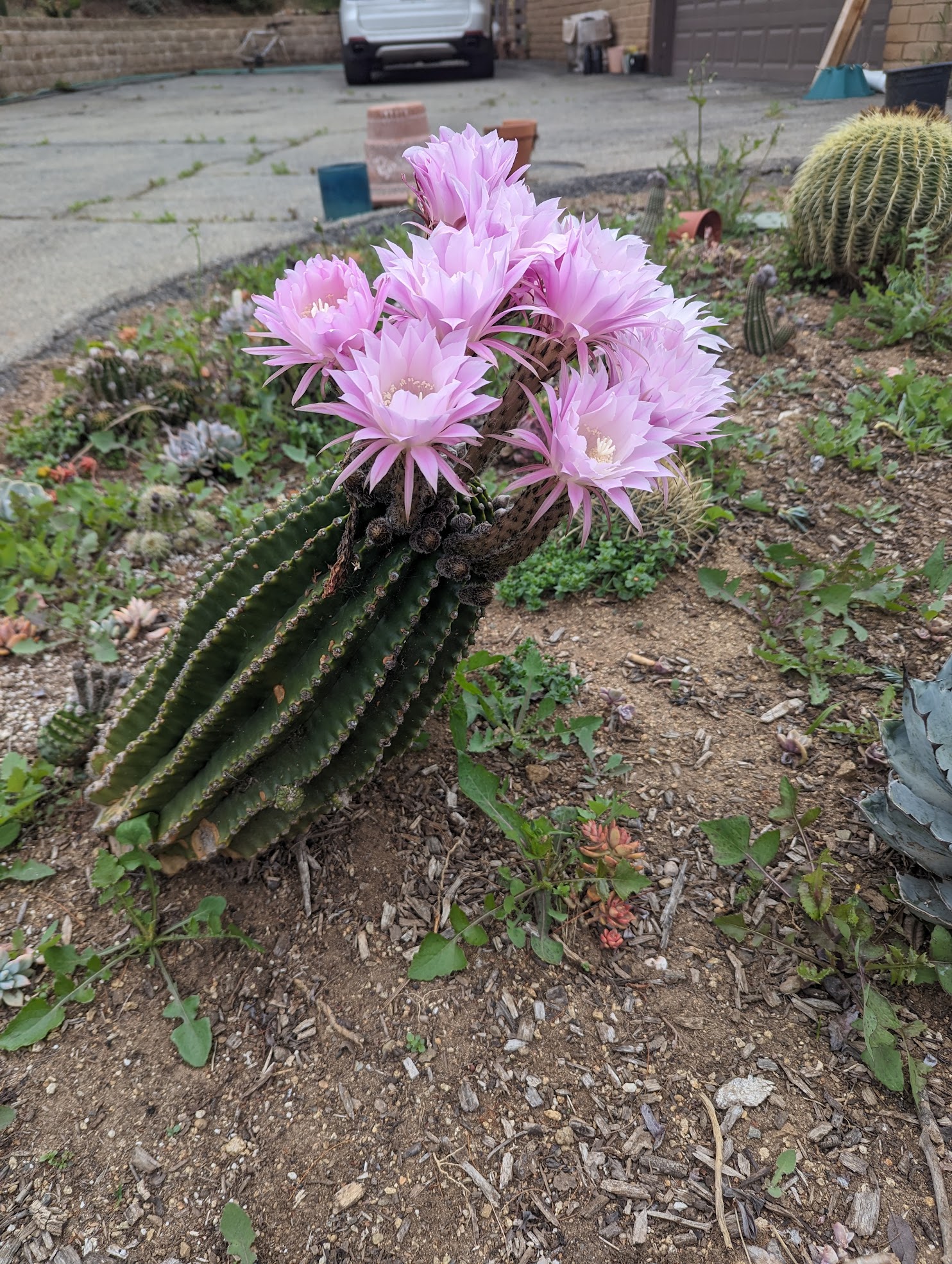 echinopsis LA