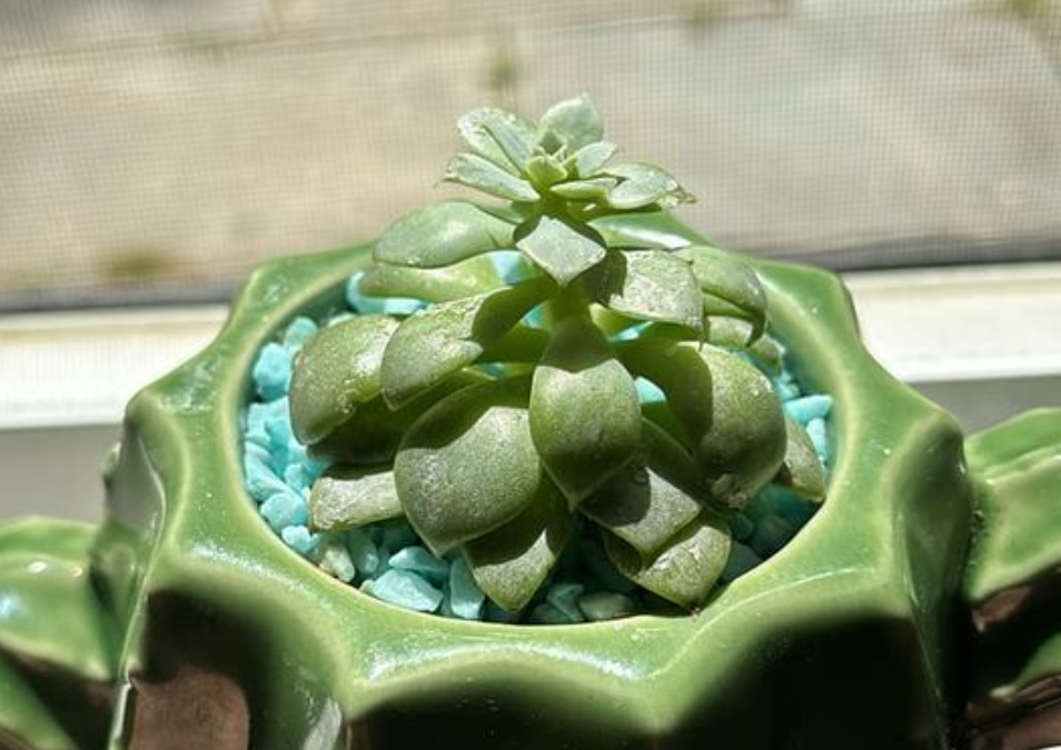 Etiolation in Succulents and How to Prevent It