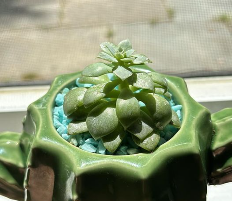 Etiolation in Succulents and How to Prevent It - Trex Plants