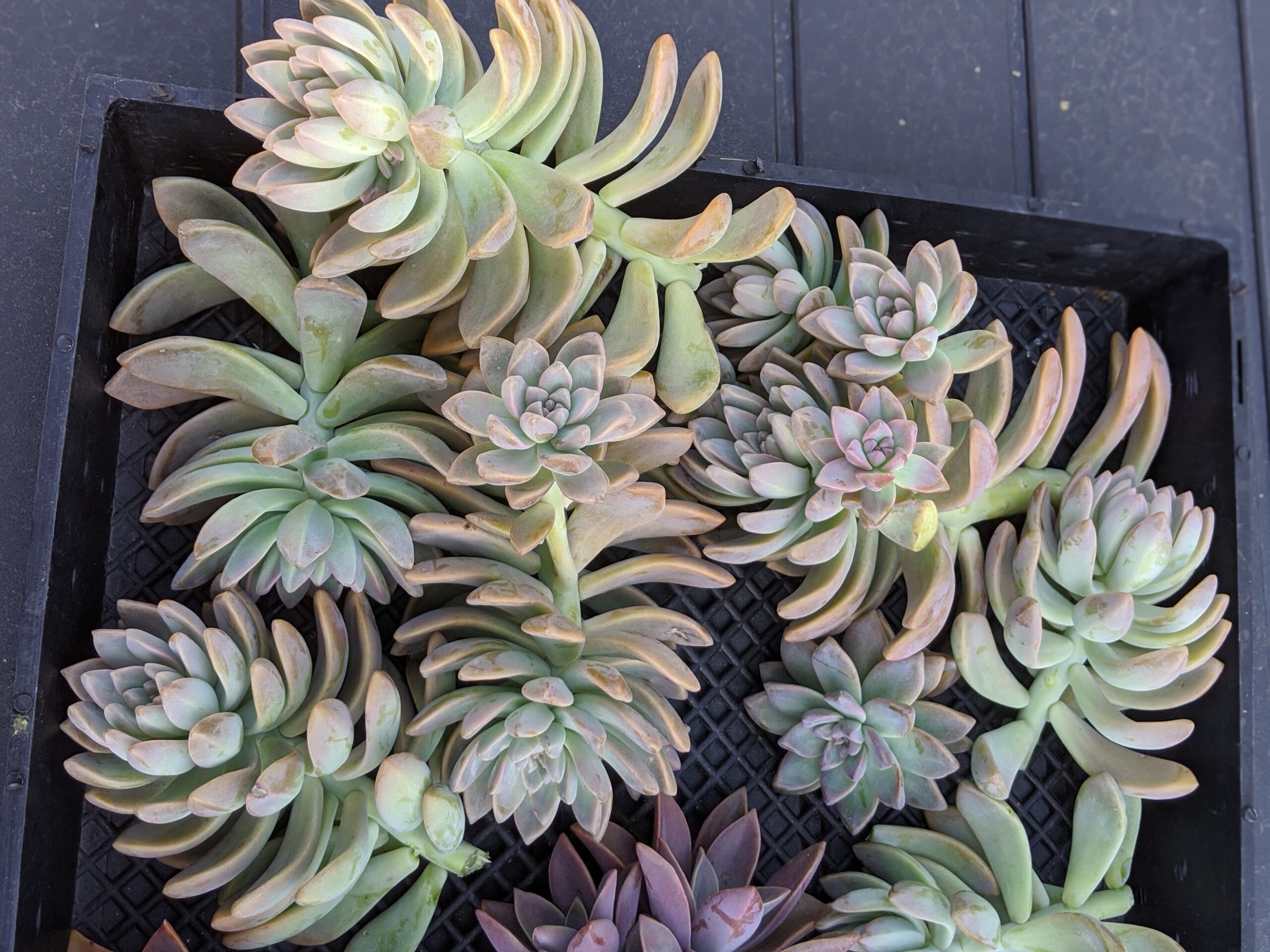 graptoveria ghosty