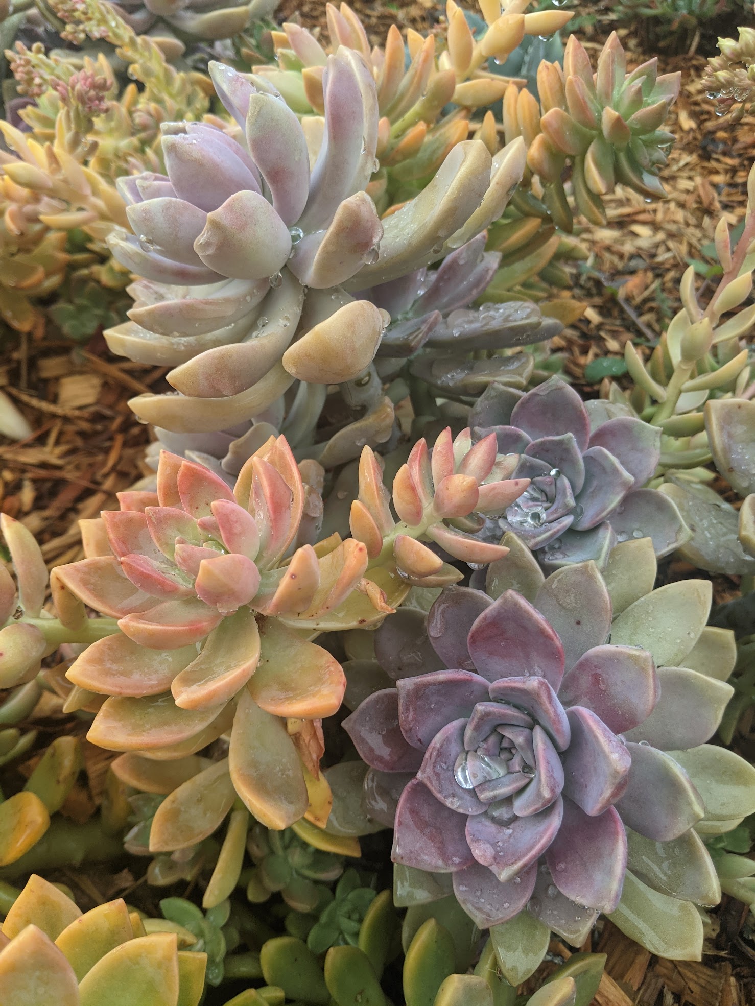 Echeveria