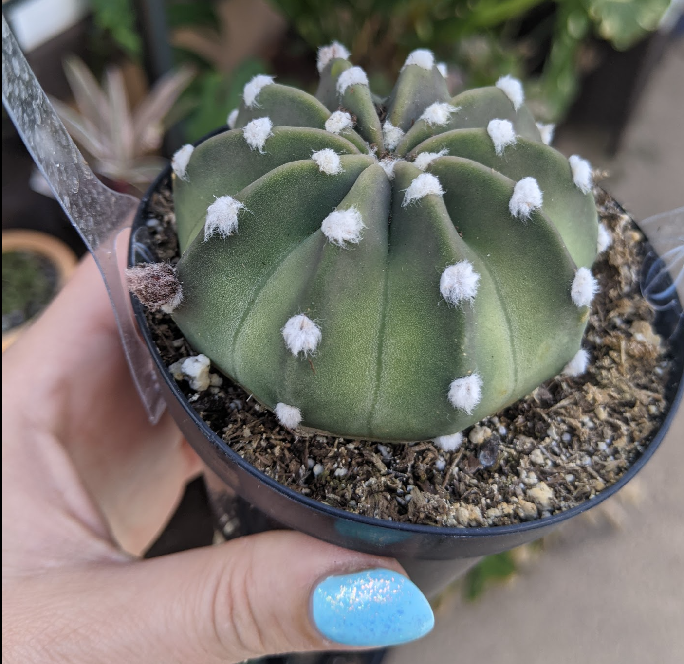 echinopsis subdenudata