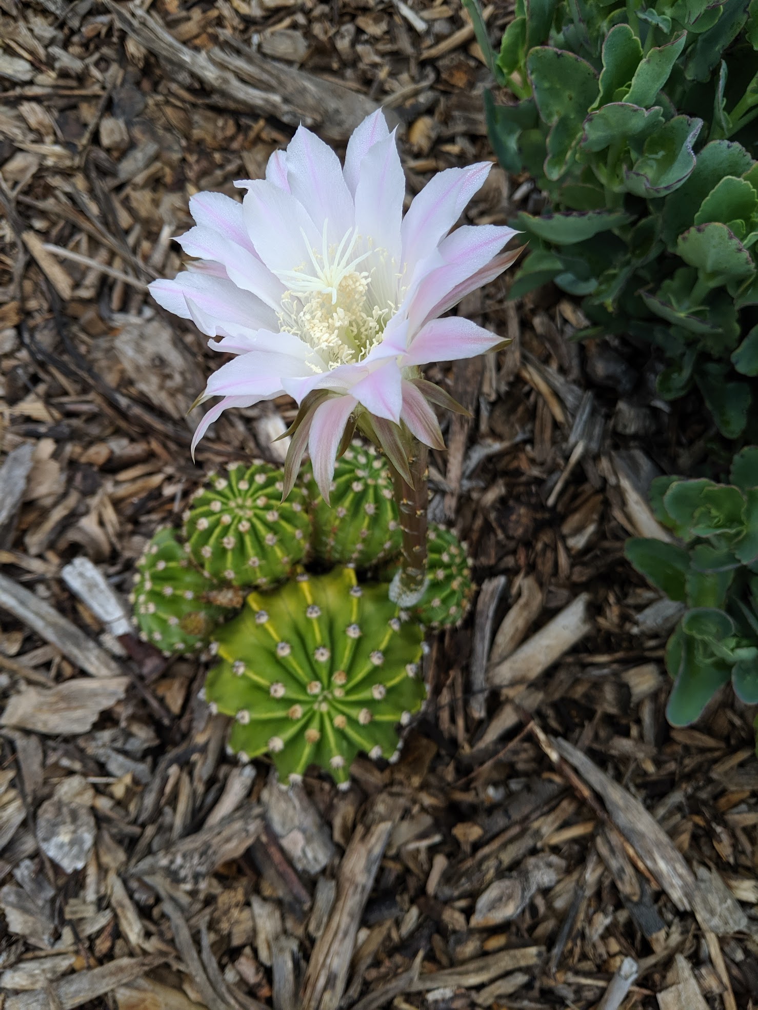 pink echinopsis