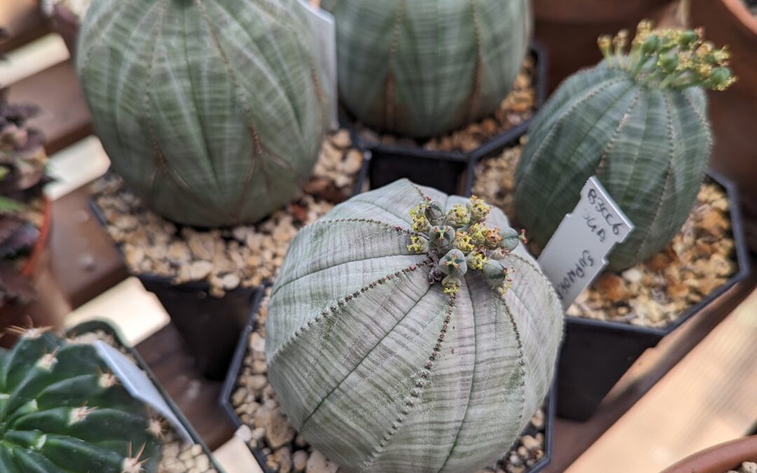 How to Sex Your Euphorbia obesa (and why its so hard)