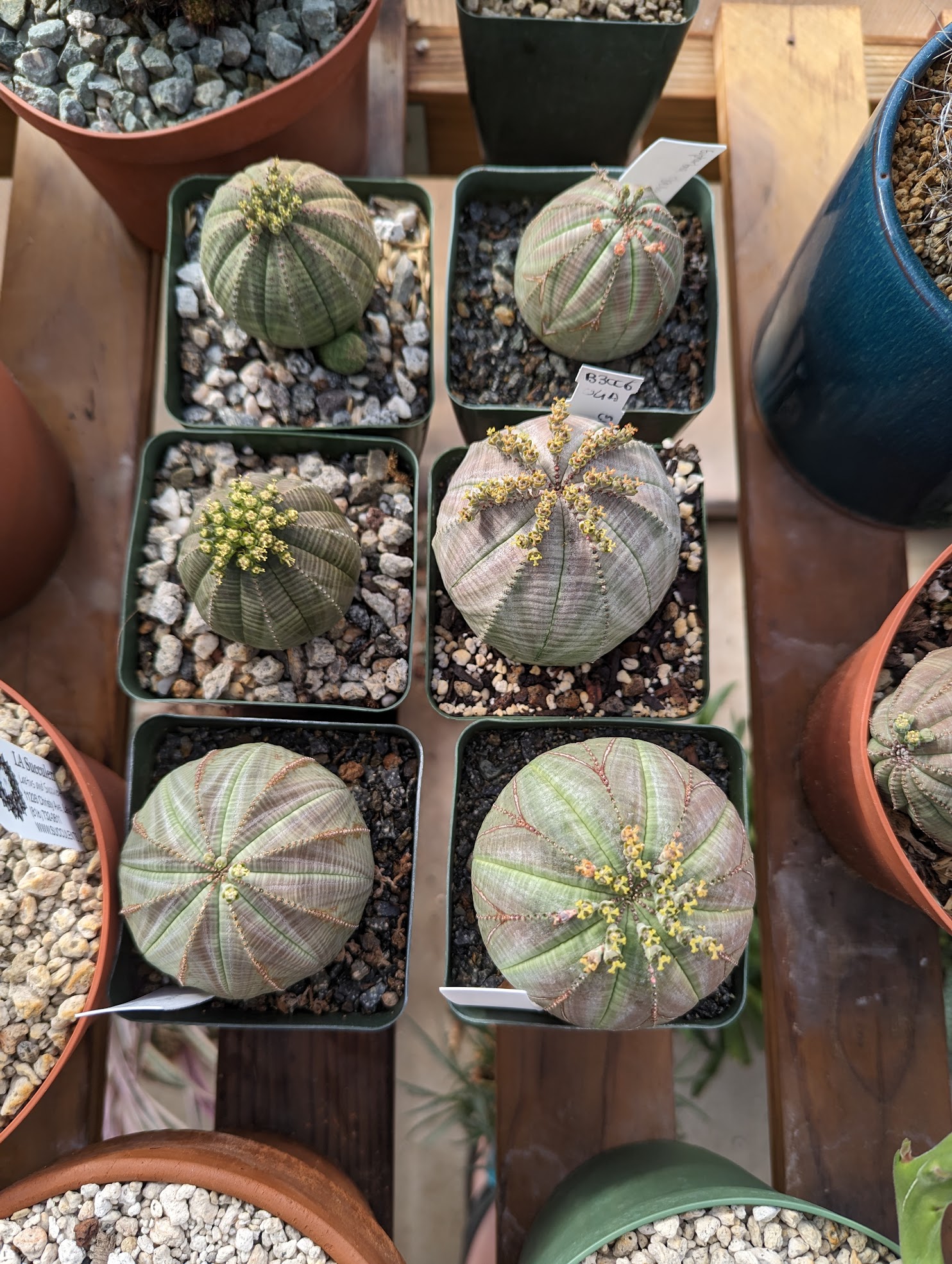 obesa group feb 2023