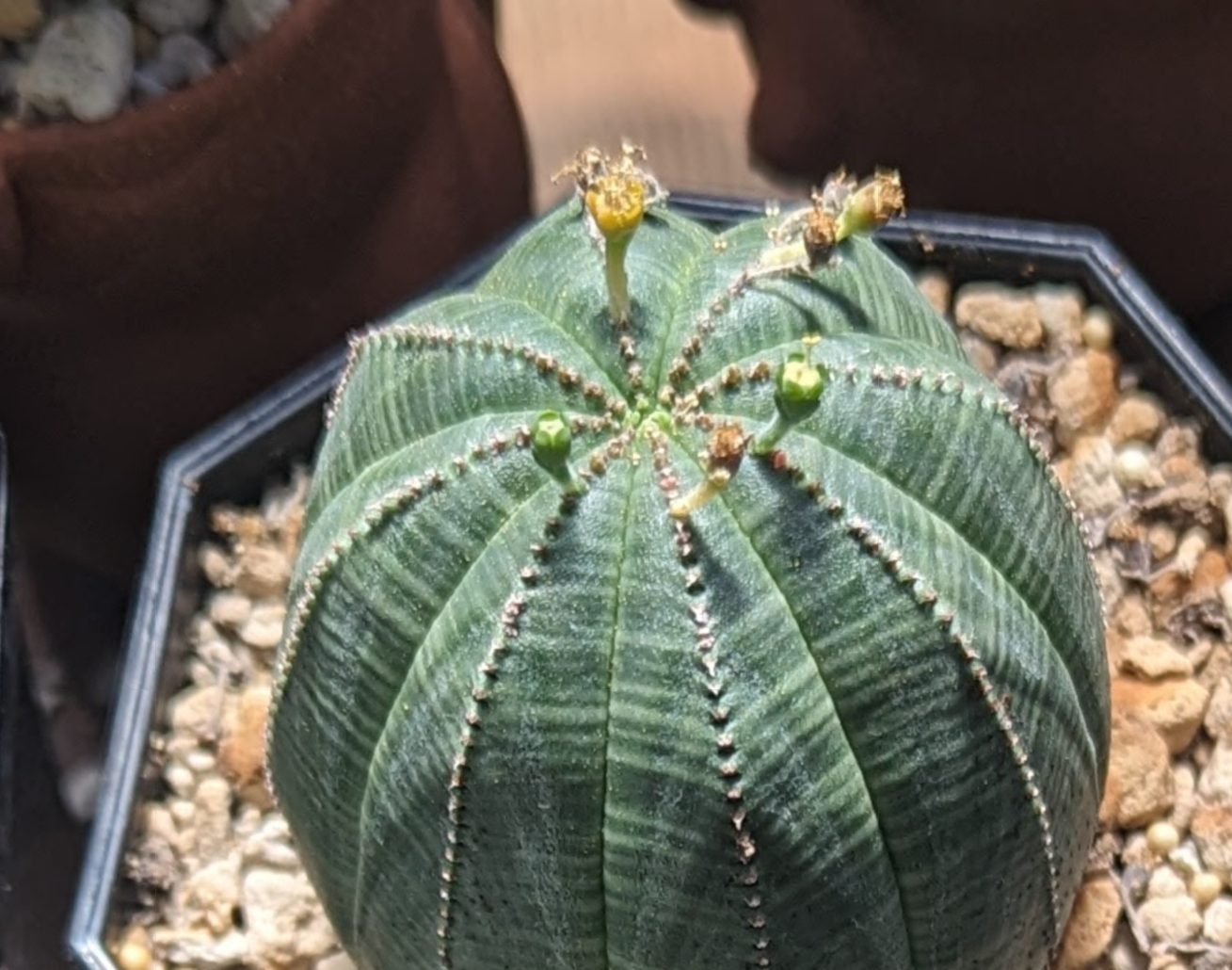 obesa scaled