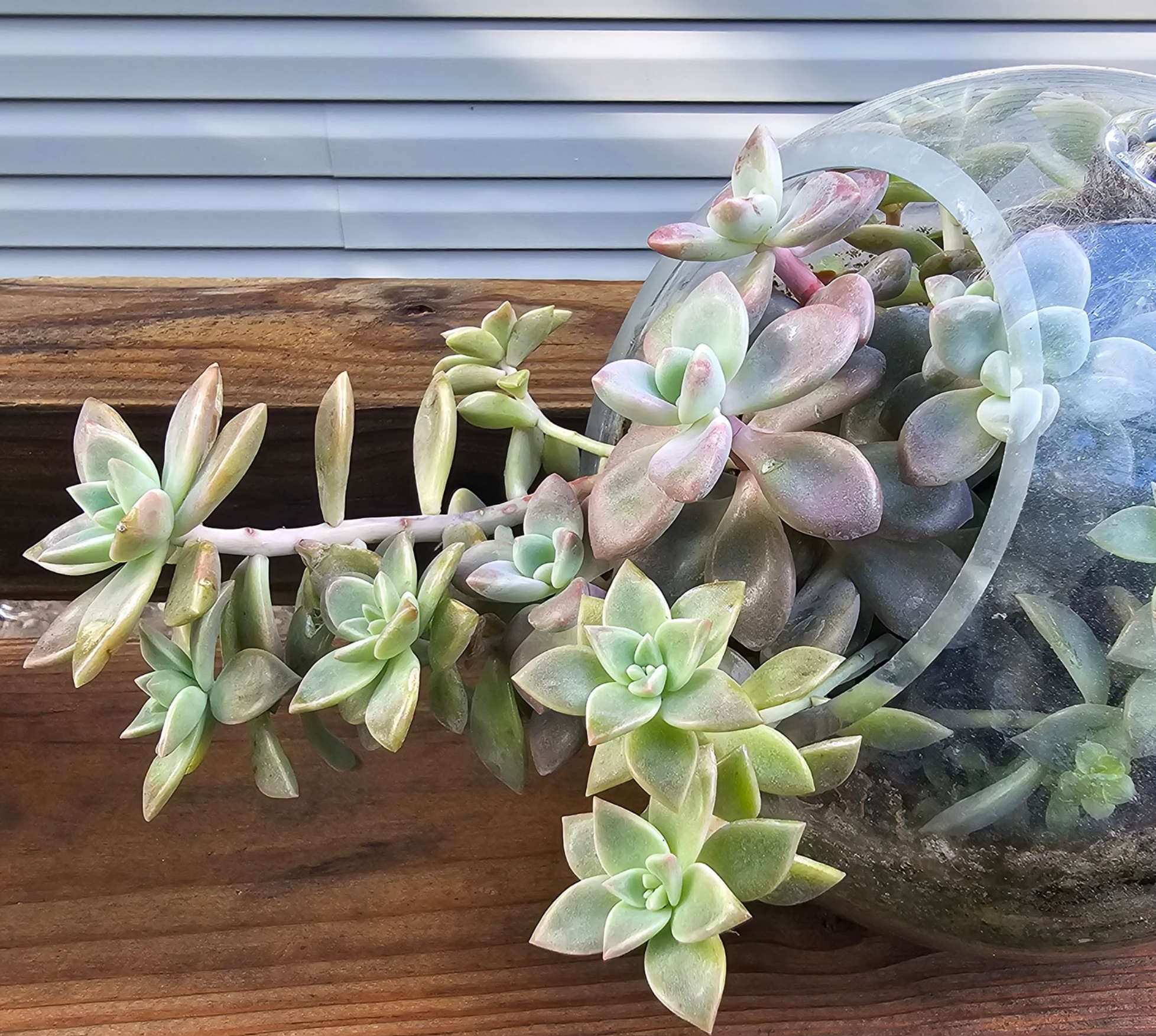 etiolated succulent