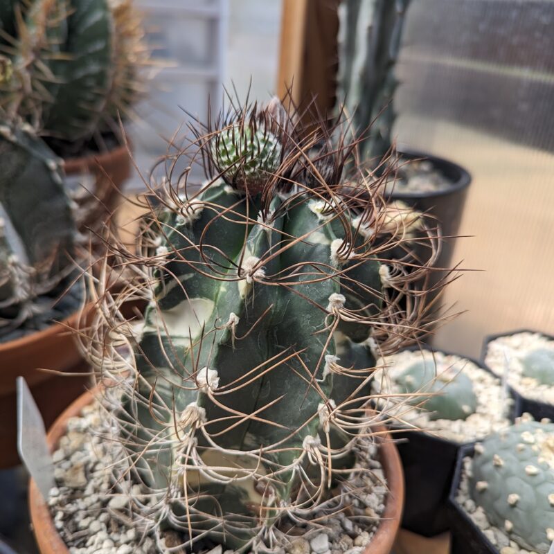 astrophytum capricorne variegated seeds