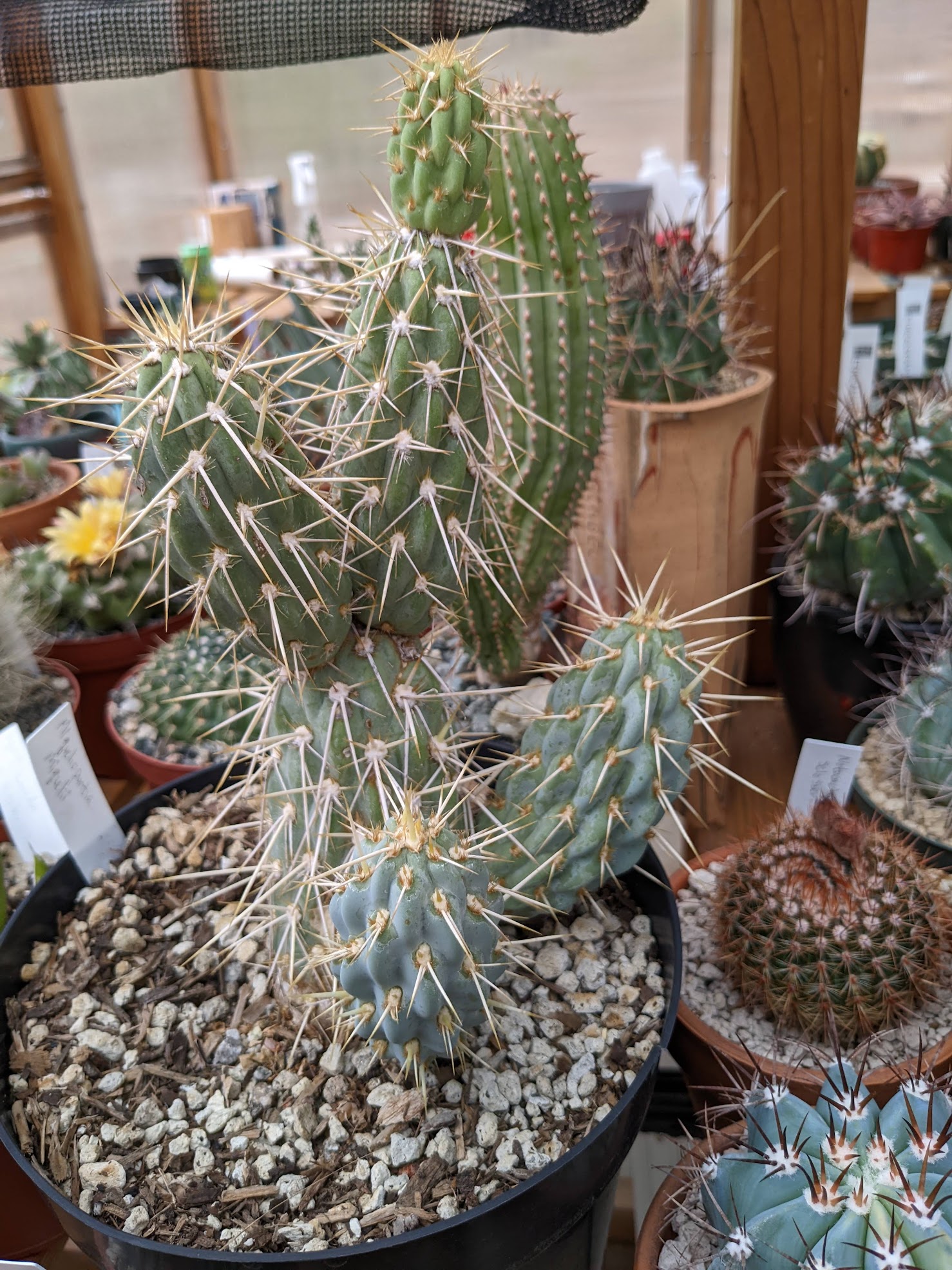 Miqueliopuntia miquelii