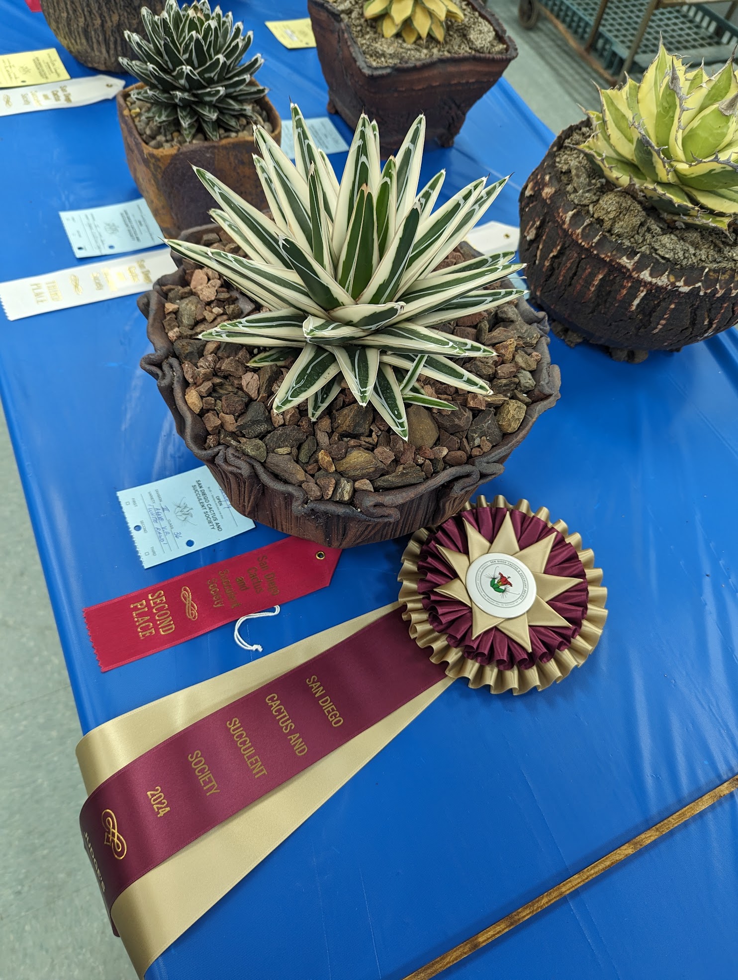 agave white rhino 