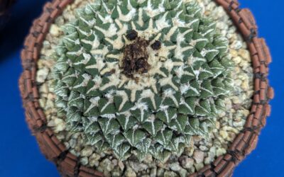 San Diego Cactus and Succulent Society Show Highlights, Part 2
