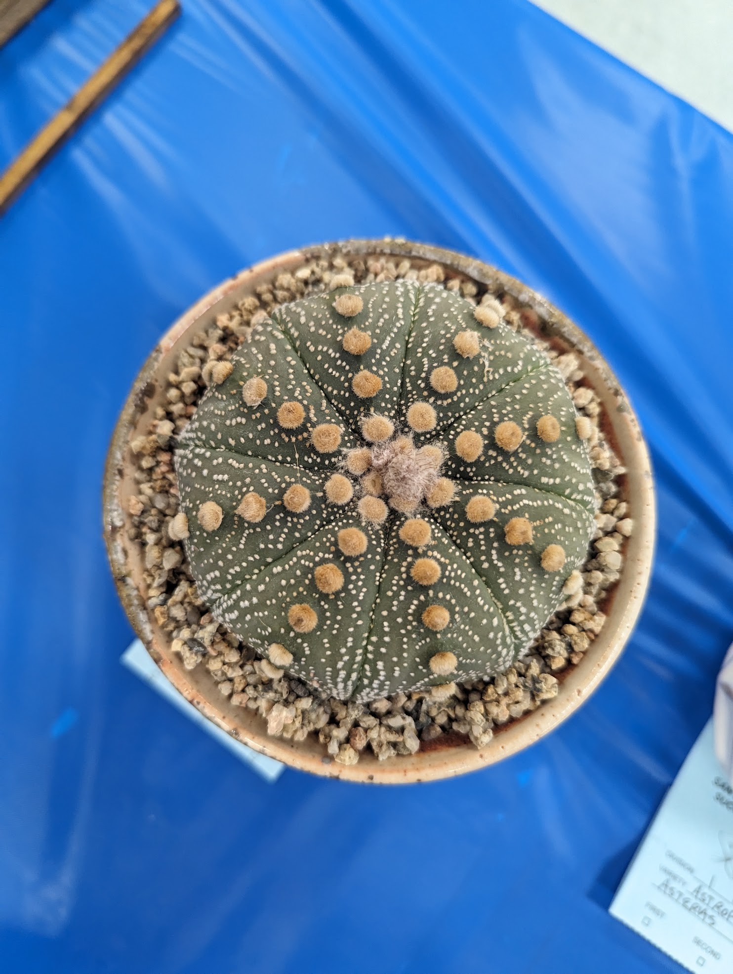 astrophytum asterias