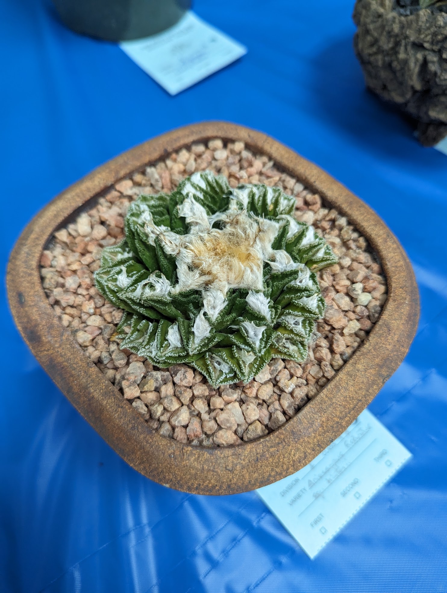 Ariocarpus fissuratus hintonii