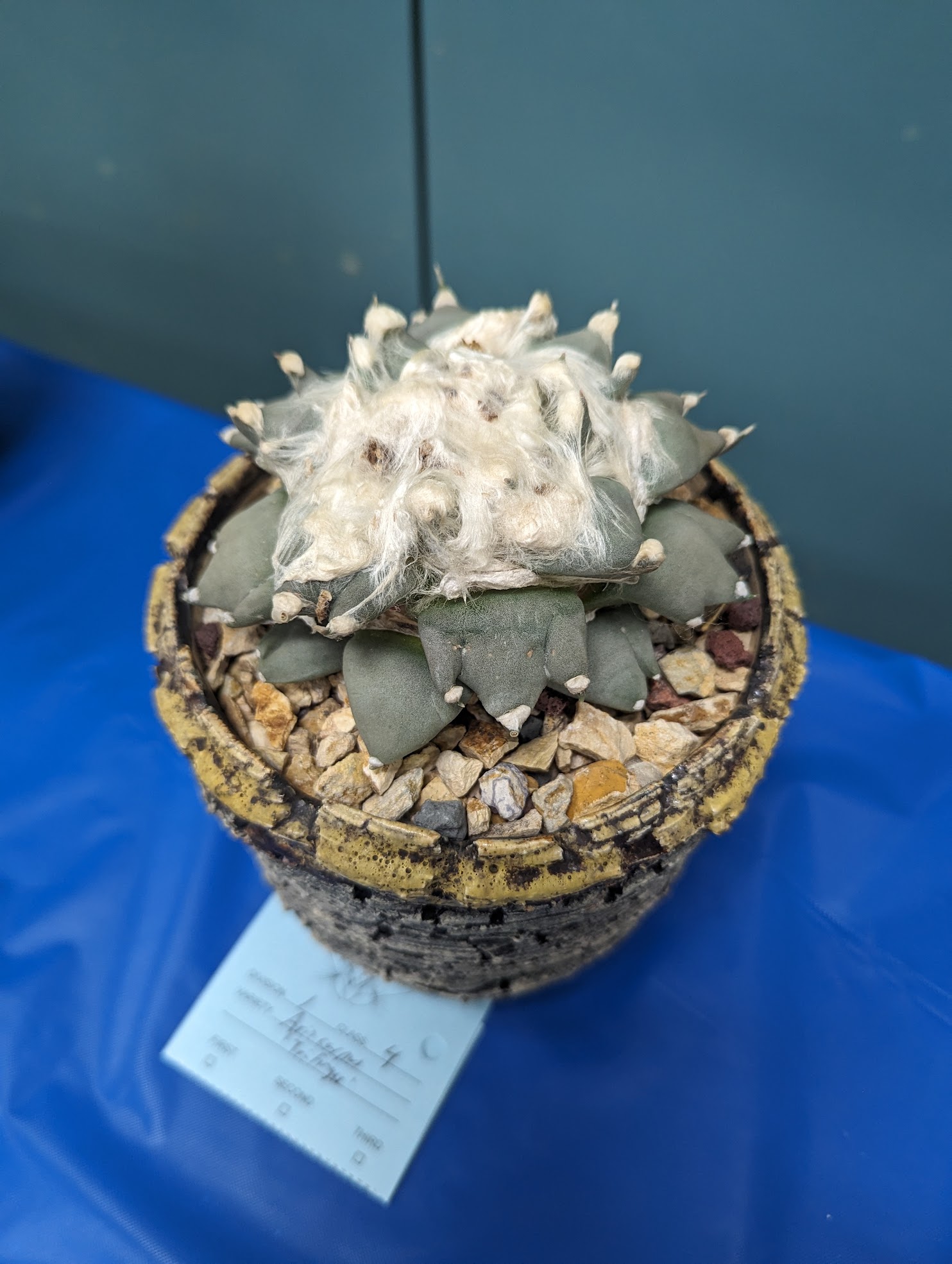 ariocarpus retusus trifinger