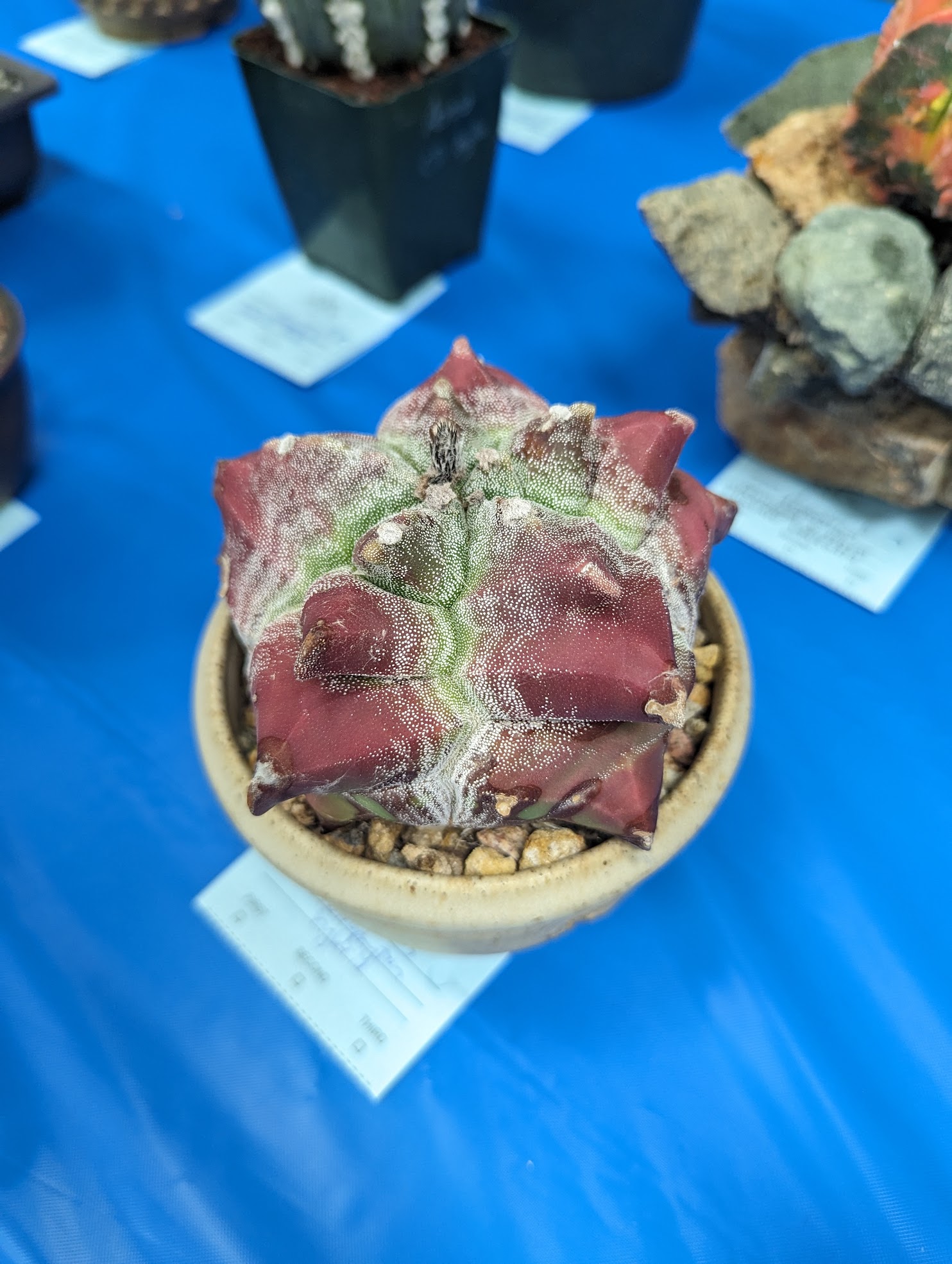 astrophytum hybrid