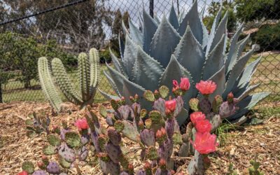 Purple Opuntia: How to Grow Them and Tell Them Apart
