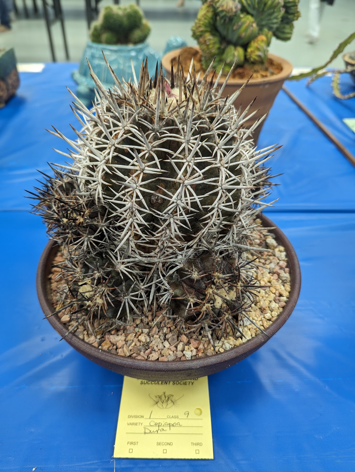 Copiapoa dura