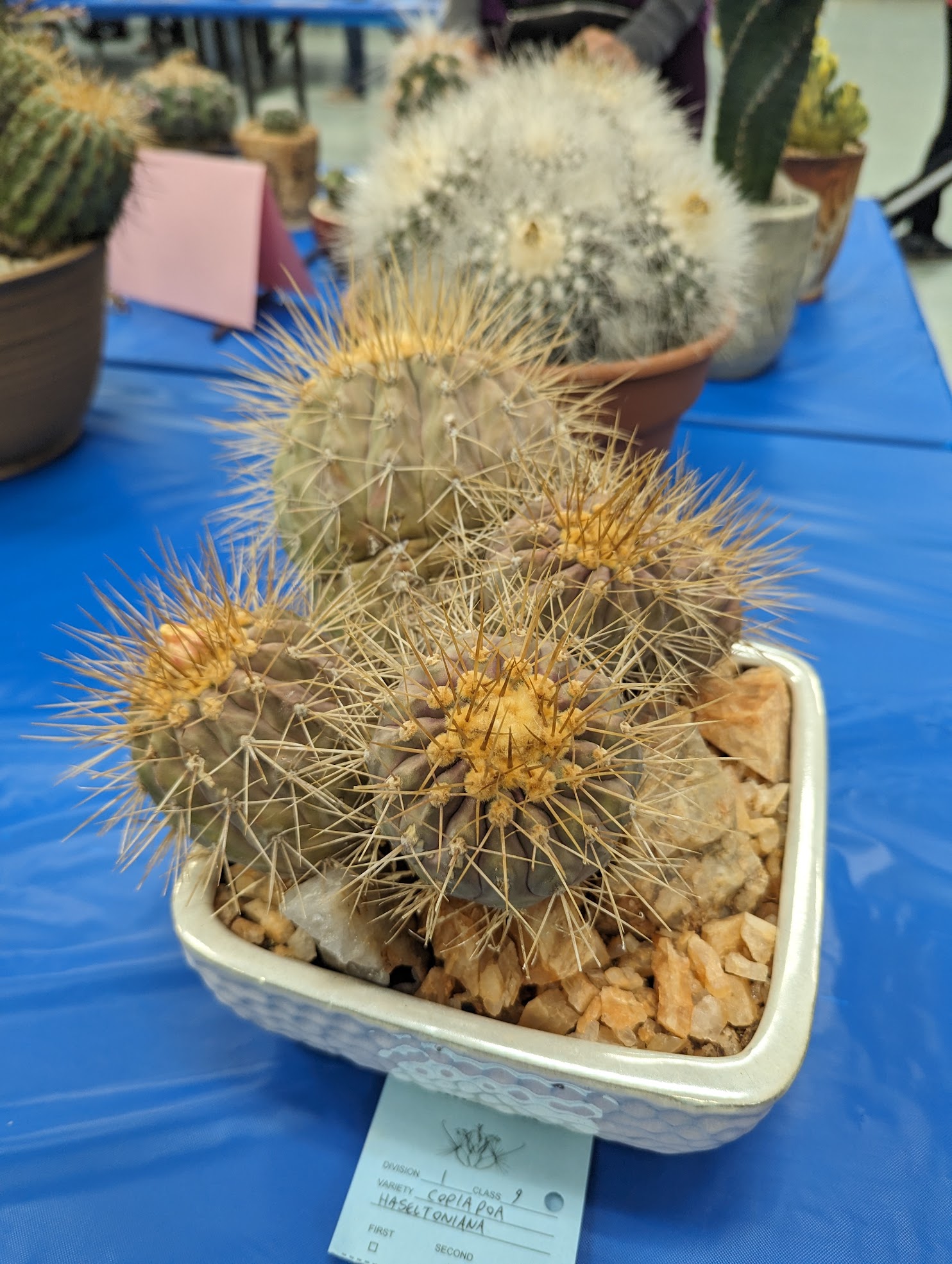 copiapoa haseltoniana