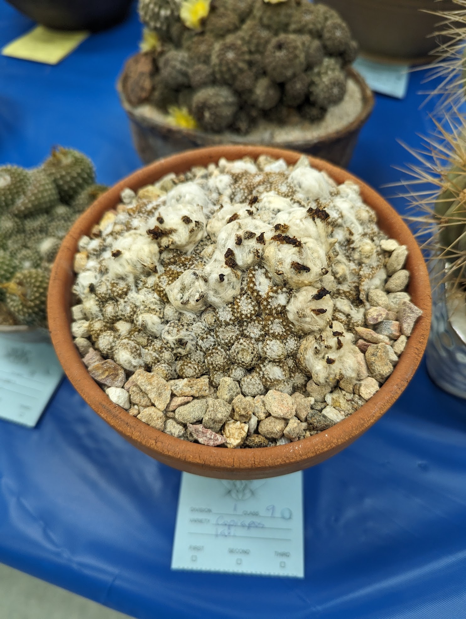 Copiapoa laui