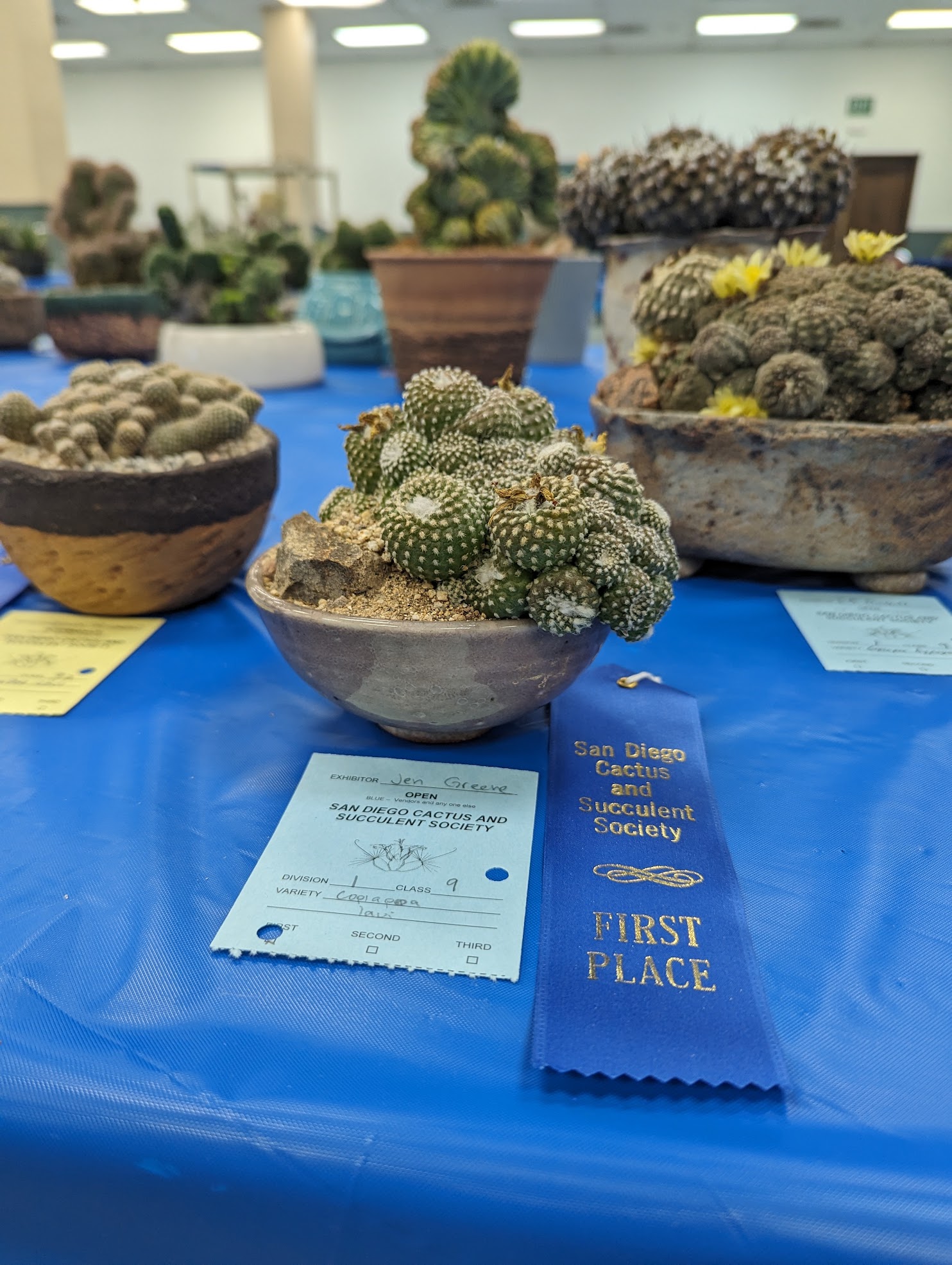 copiapoa laui 