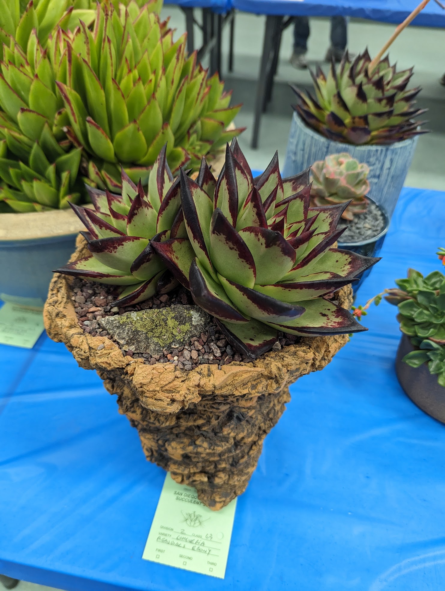 Echeveria agavoides ebony