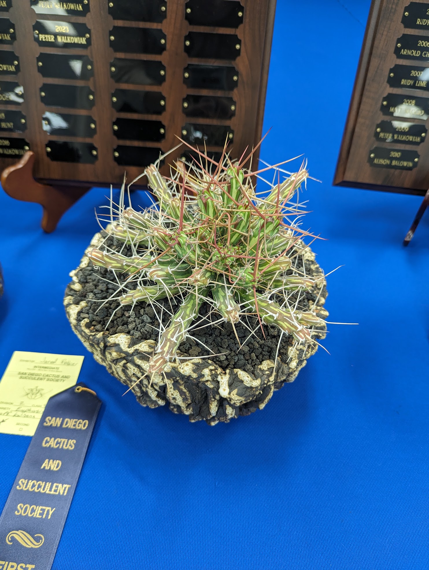 euphorbia kalisana