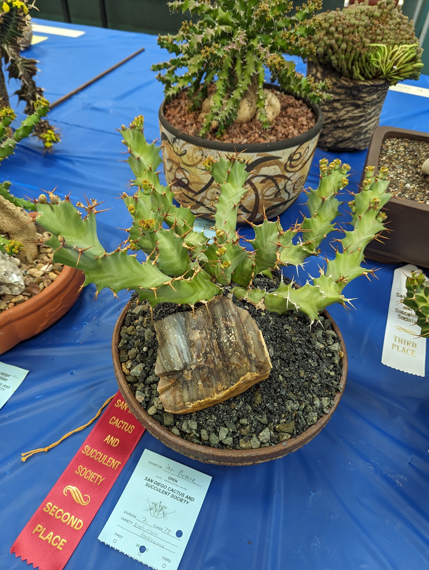 Euphorbia tortirama