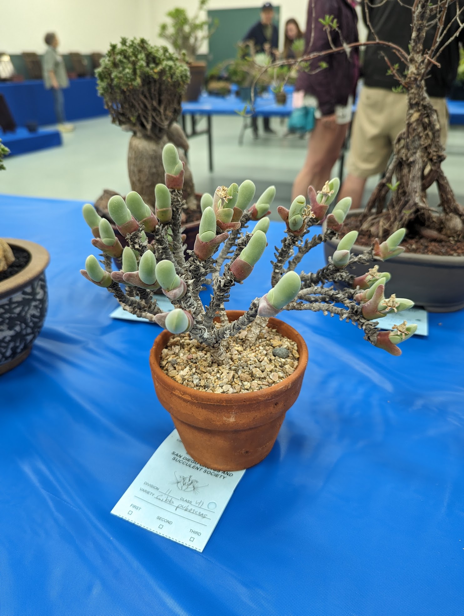 Gibbaeum pubescens