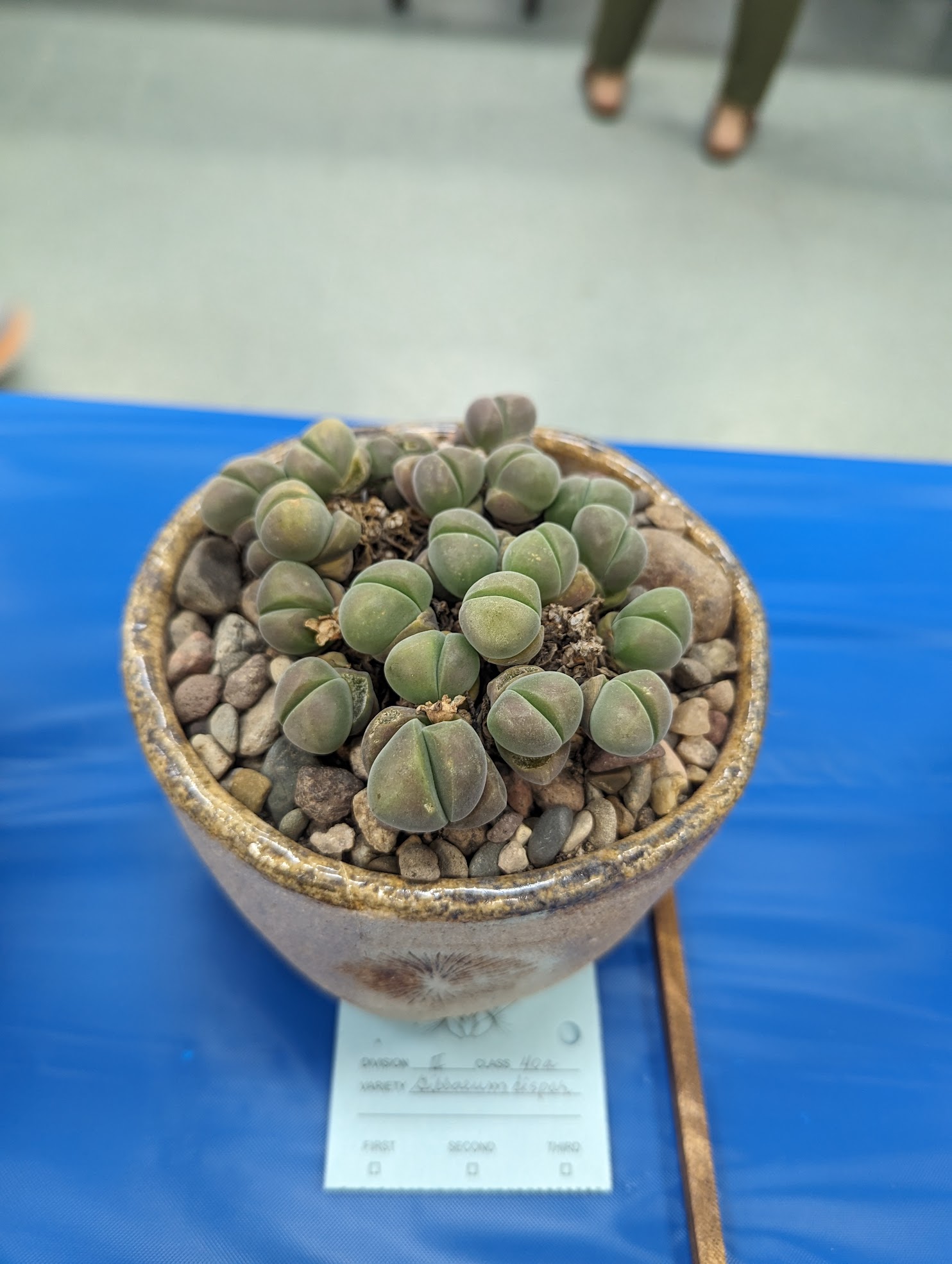 Gibbaeum dispar