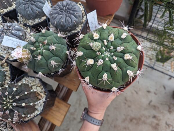 gymnocalycium pflanzii