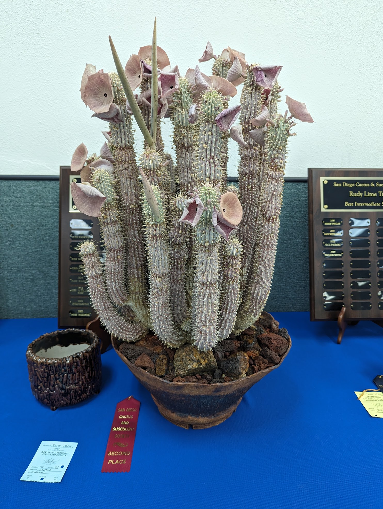 San Diego Cactus and Succulent Society Show Highlights - Part 1 - Trex ...