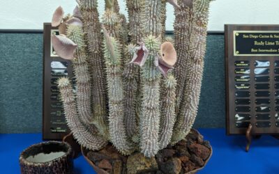 San Diego Cactus and Succulent Society Show Highlights – Part 1