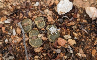 The Great In-Ground Lithops Experiment: How I Successfully Grow Lithops In-Ground