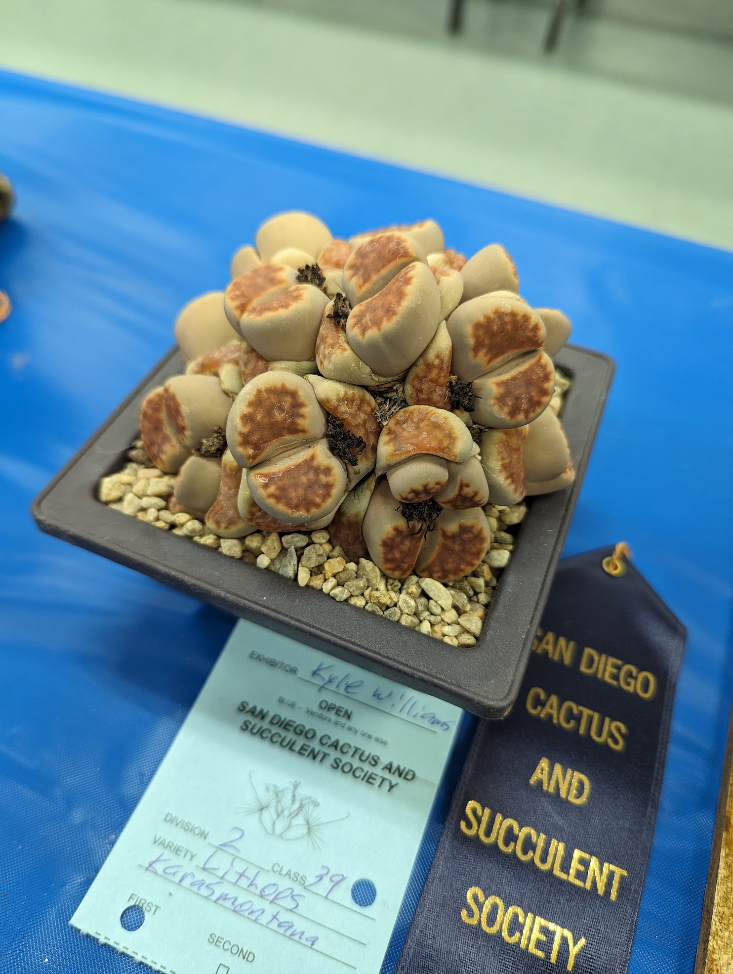 Lithops karasmontana