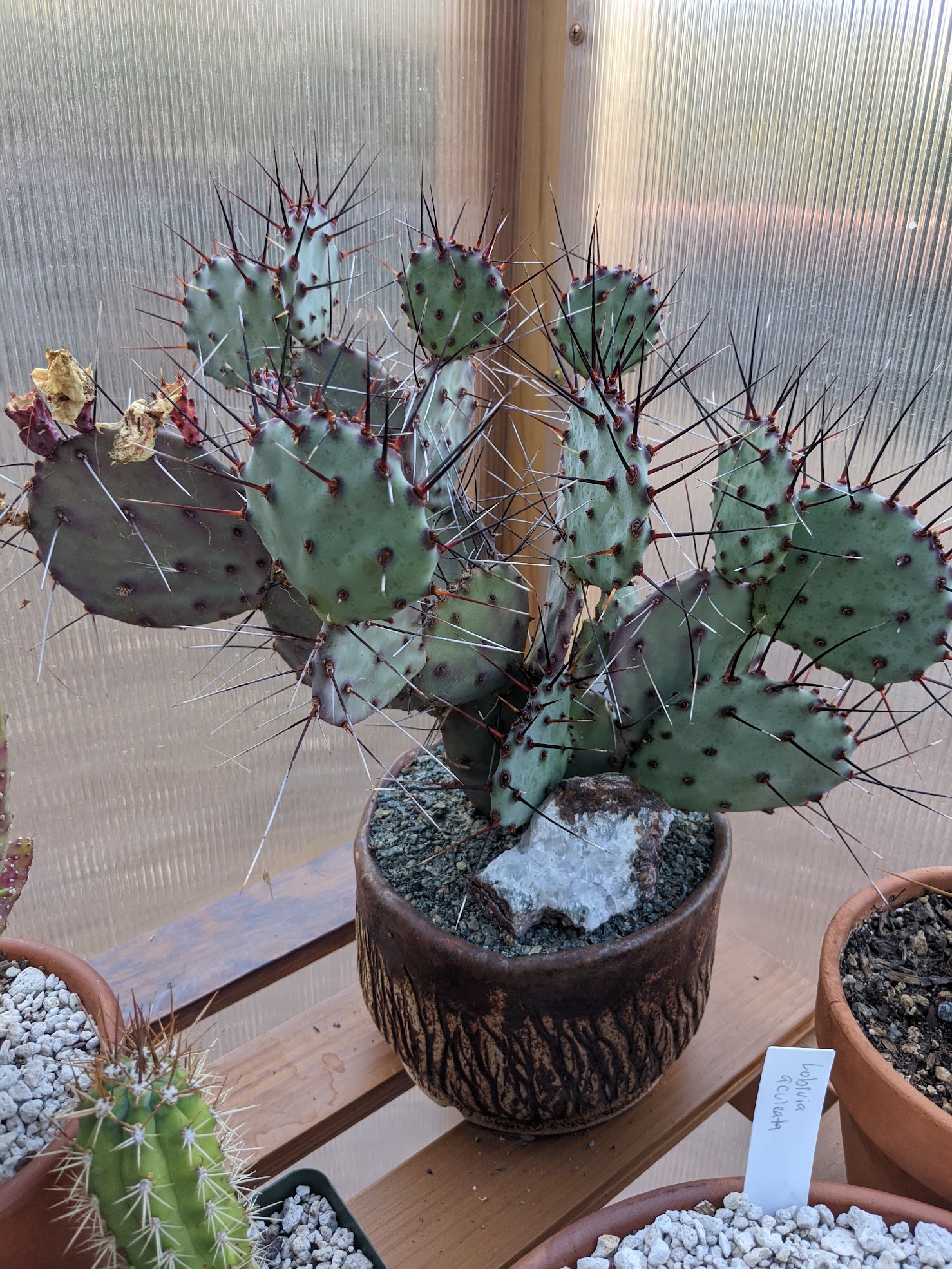 Opuntia macrocentra