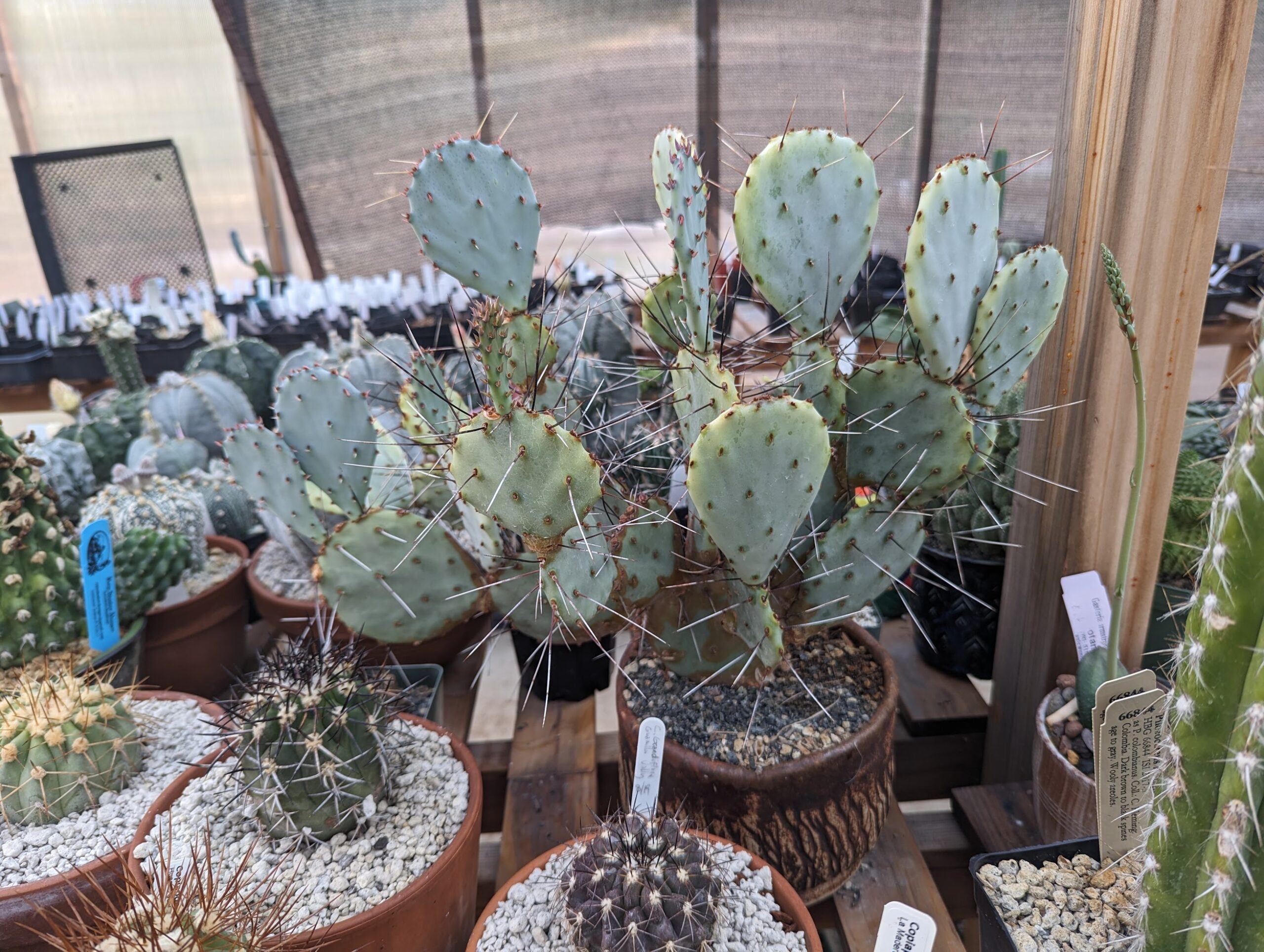opuntia macrocentra