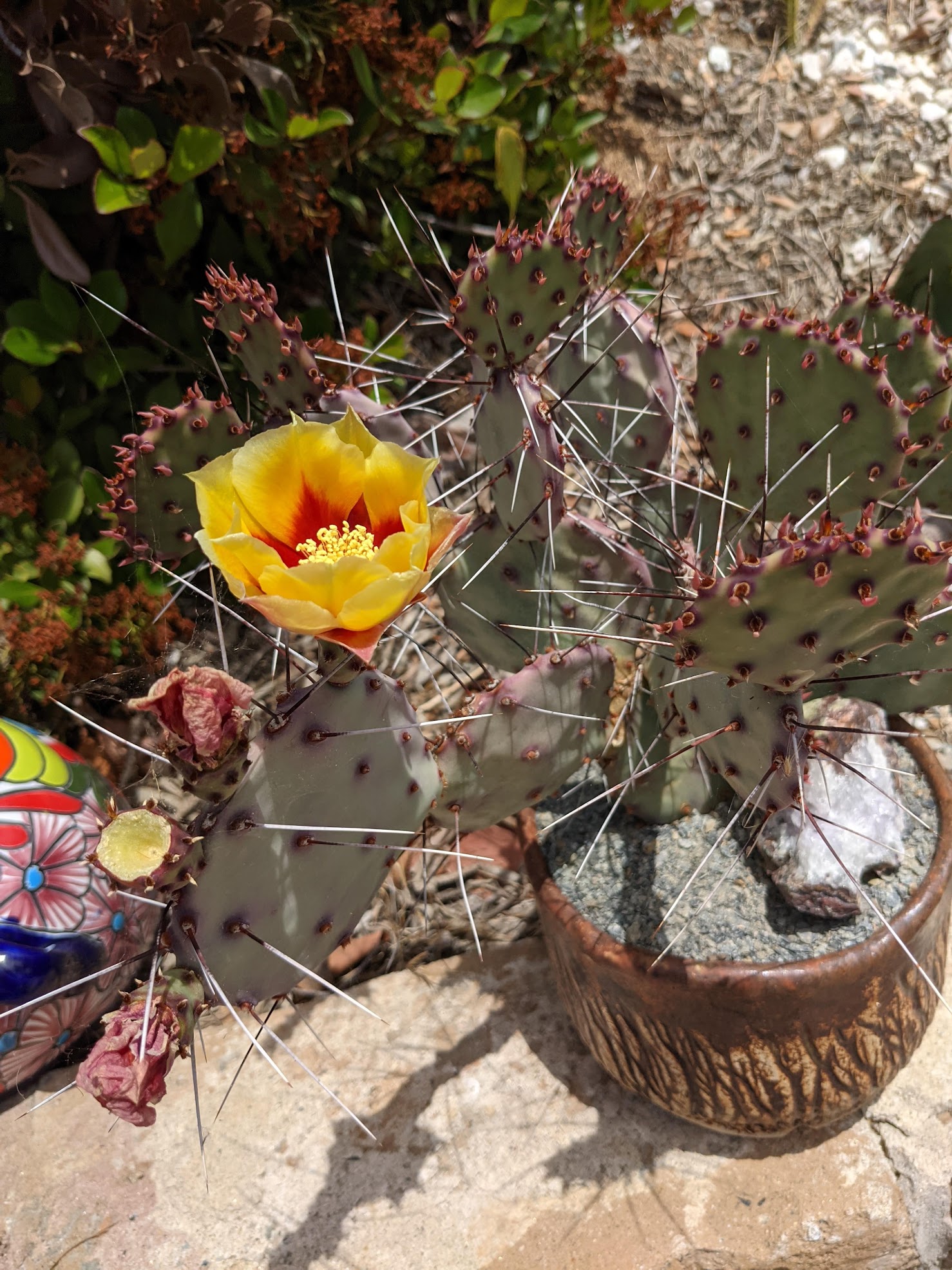 opuntia macrocentra