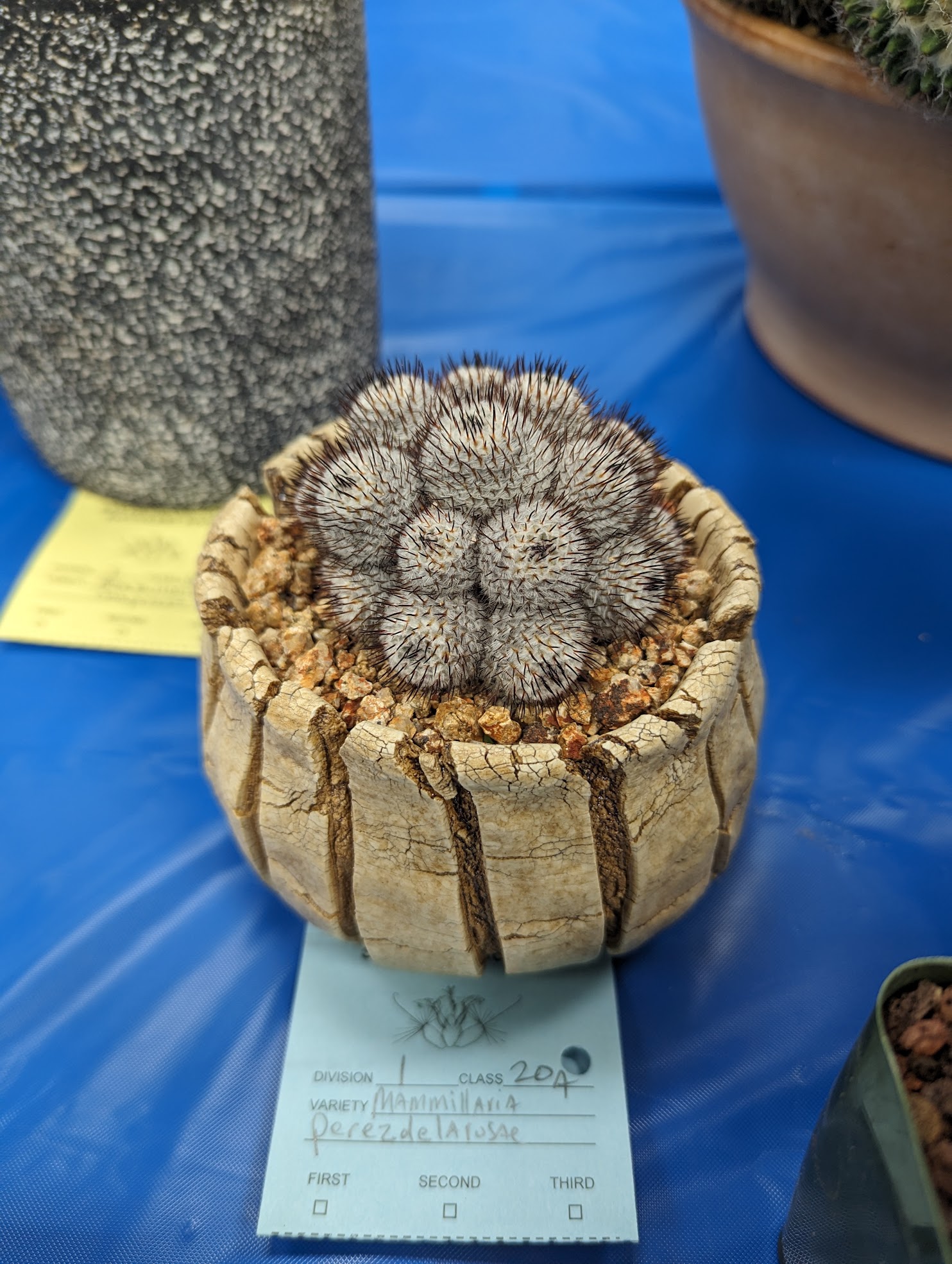 Mammillaria perez