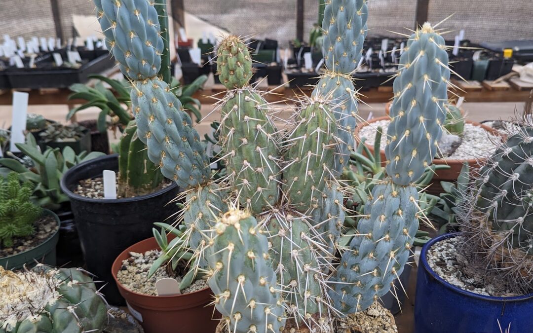 Updated Guide to Growing Miqueliopuntia miquelii – Blue Opuntia