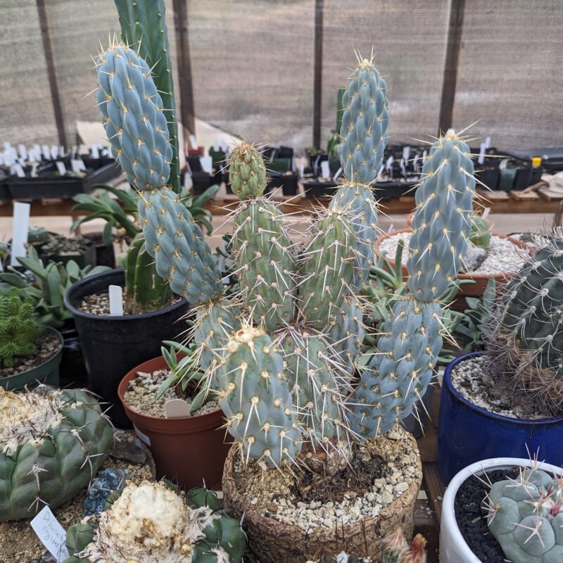 miqueliopuntia miquelii