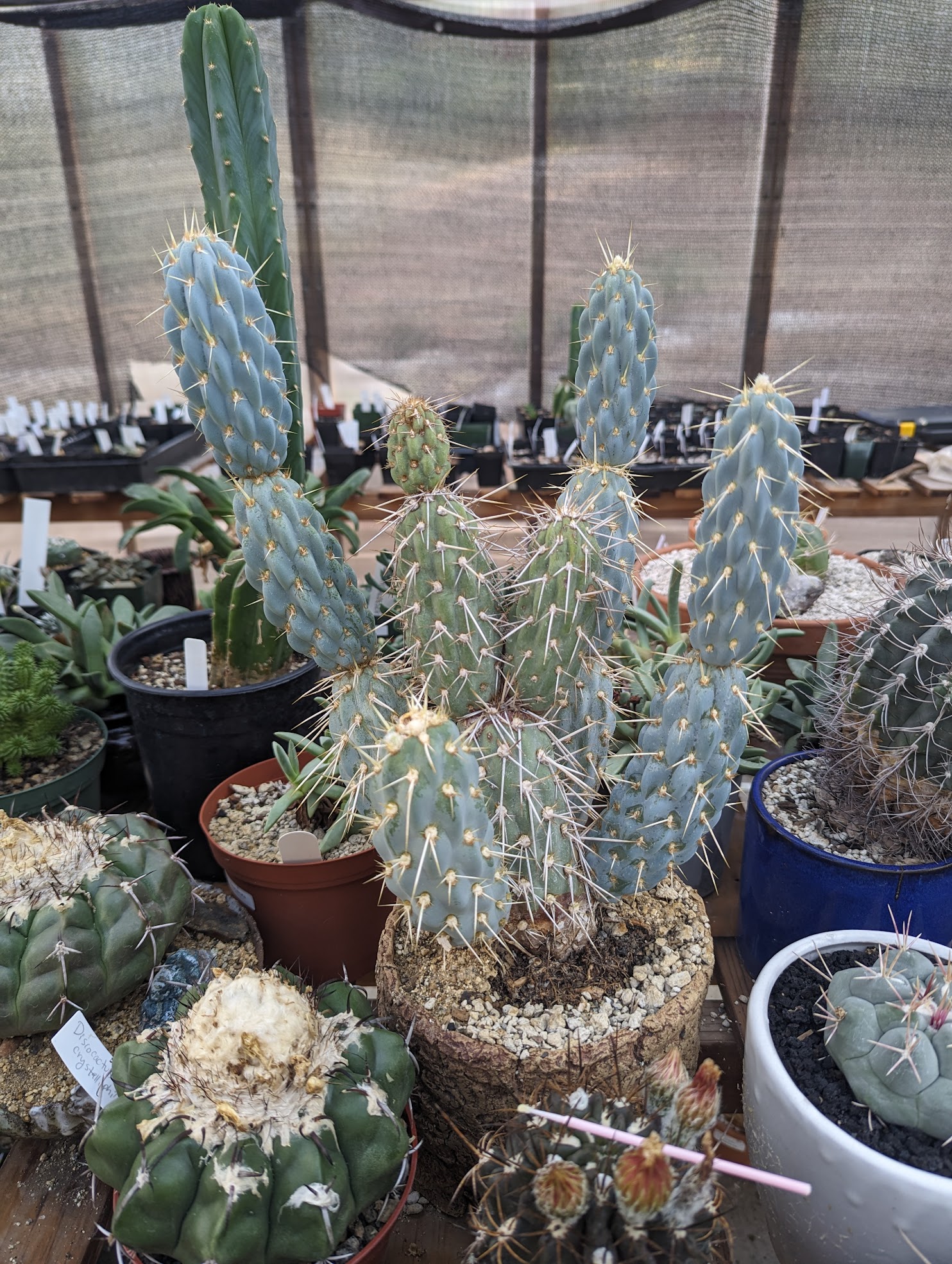 miqueliopuntia miquelii