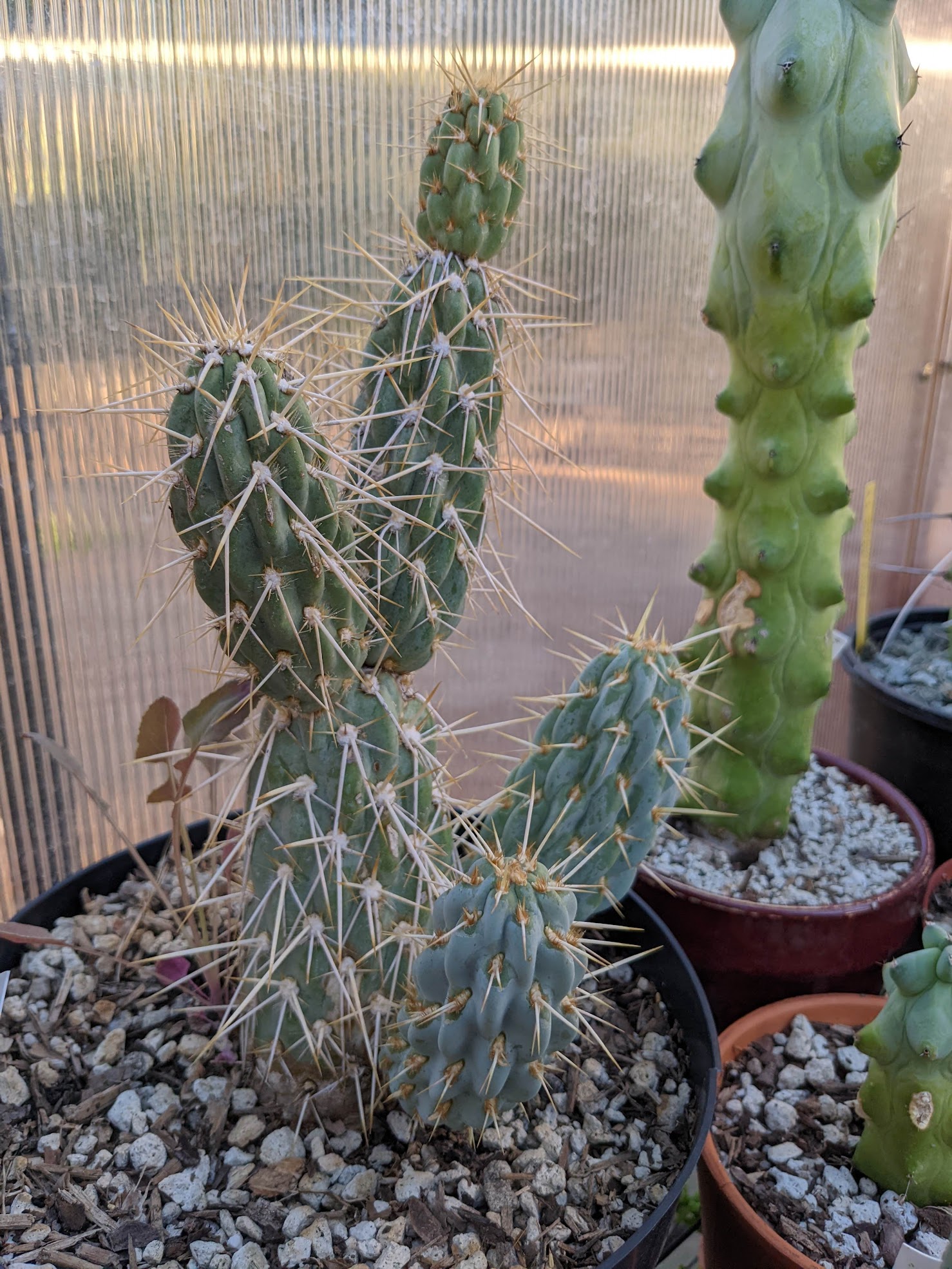 Miqueliopuntia miquelii