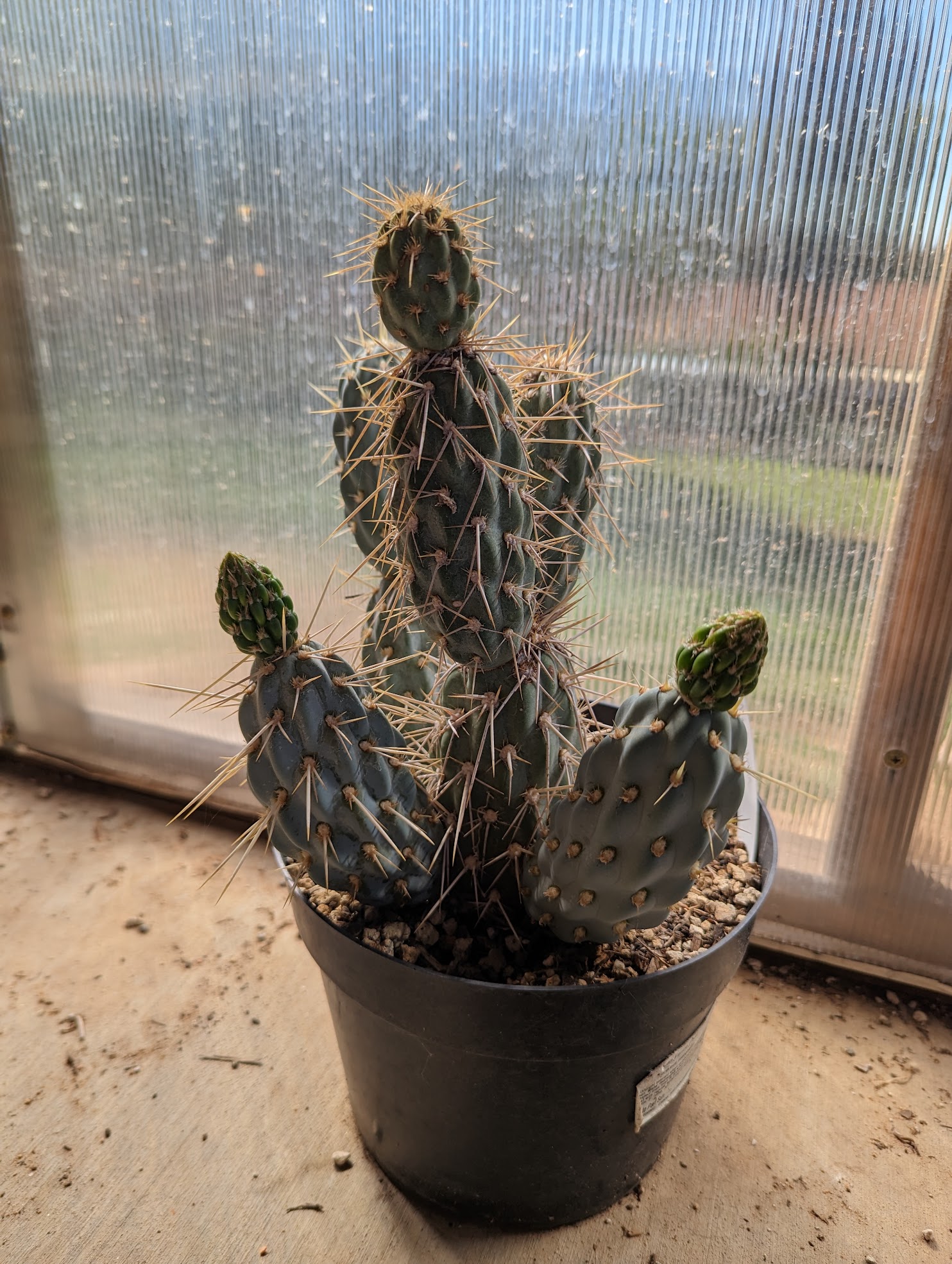 Miqueliopuntia miquelii