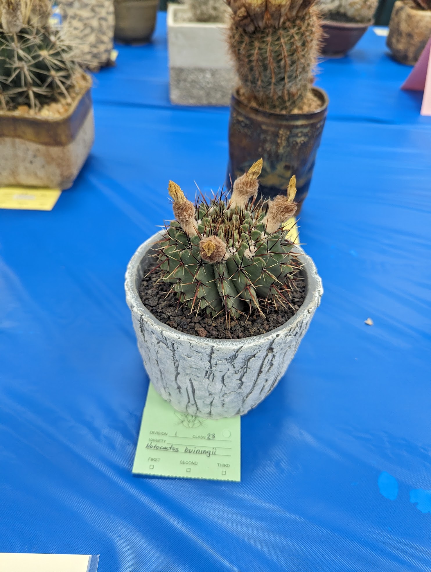 Notocactus buiningii