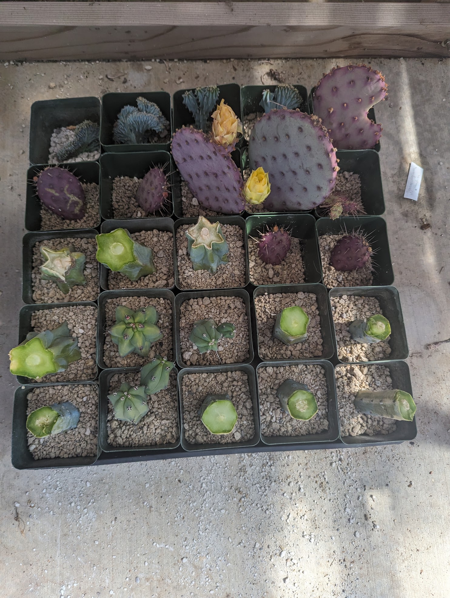 opuntia propagation