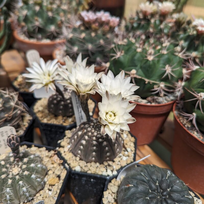 gymnocalycium ragonesei