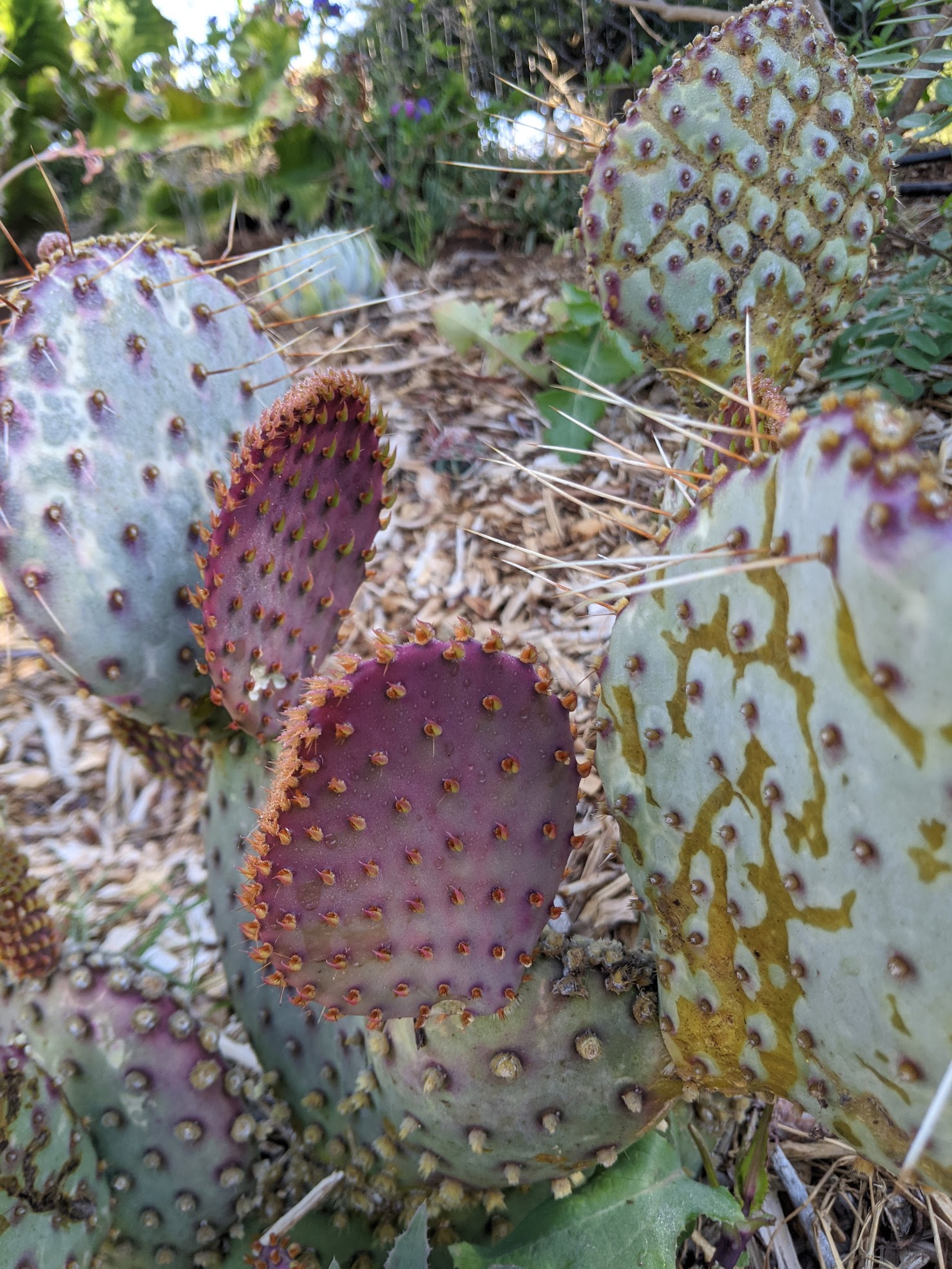 opuntia santa rita