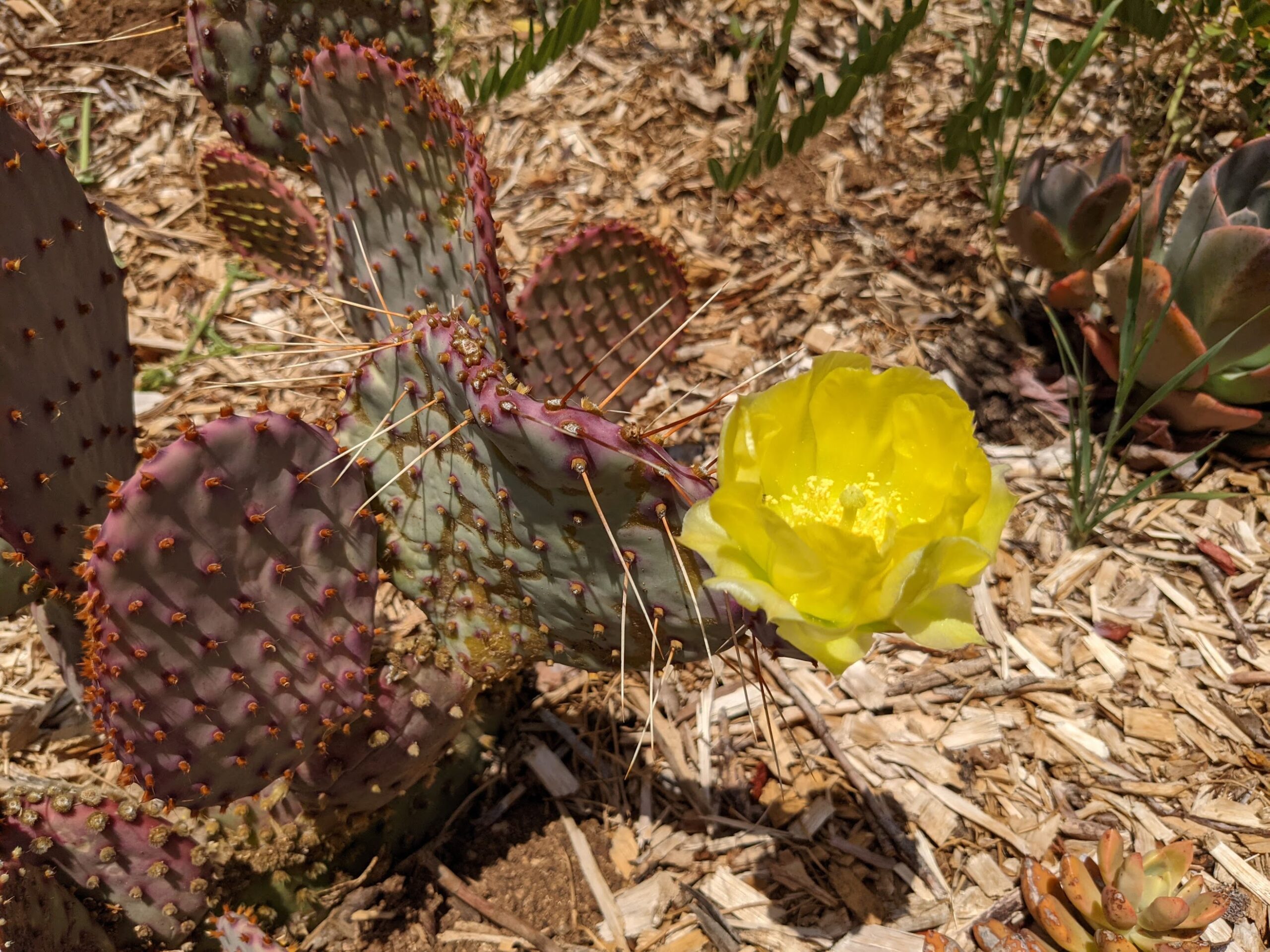 Opuntia santa rita
