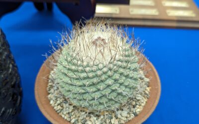 San Diego Cactus and Succulent Society Show Highlights, Part 3